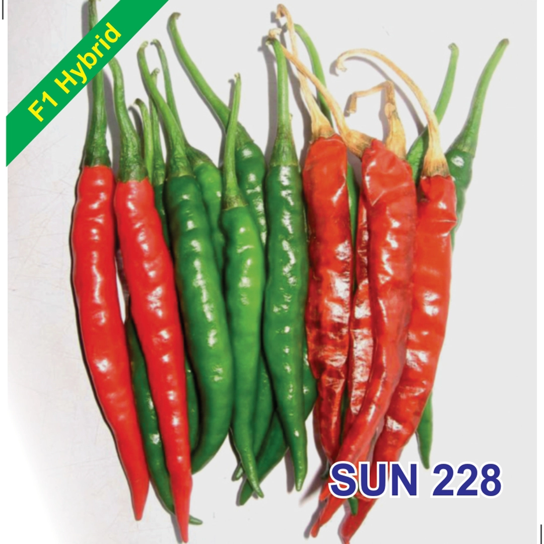 SUN 228 F1 Hybrid Chilli Seeds