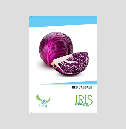 Iris F1 Hybrid Red Cabbage Seeds