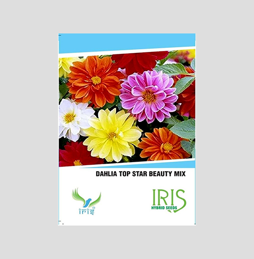 Iris Imported Dahlia Mix Seeds