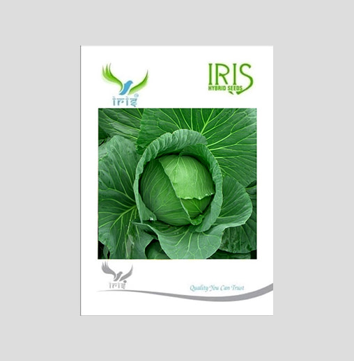Iris F1 Hybrid Cabbage Seeds