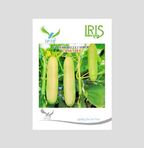 Iris Ganesha F1 Hybrid Cucumber Seeds