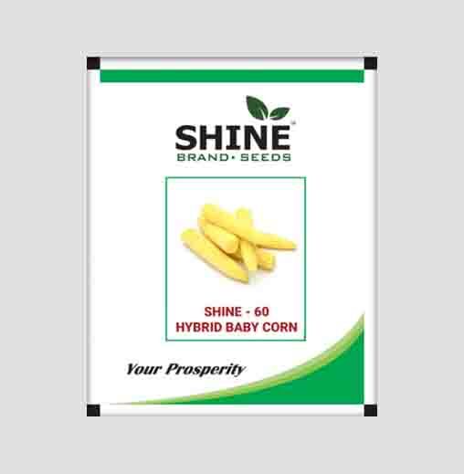 Shine 60 Baby Corn Seeds