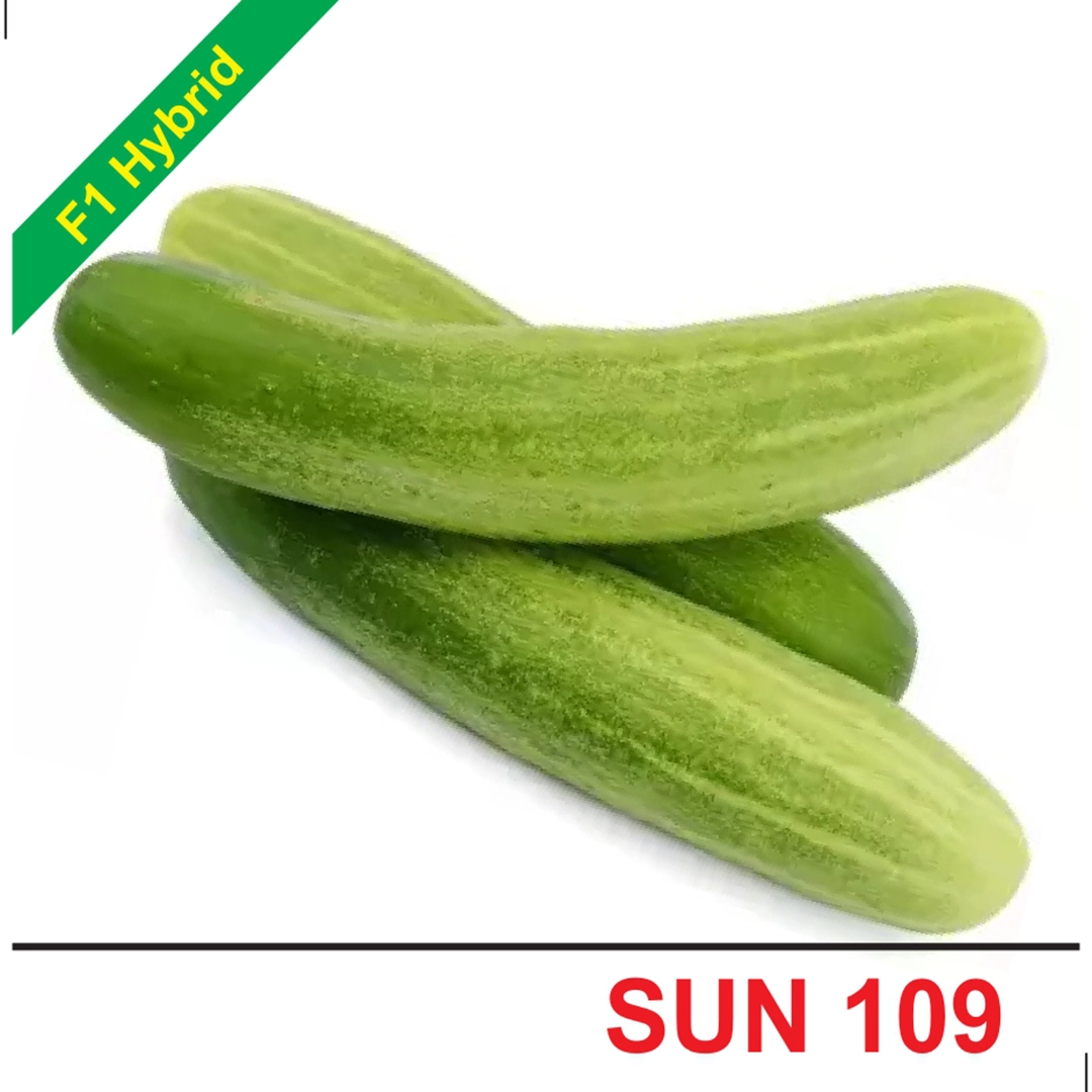 SUN 109 F1 Hybrid Cucumber Seeds