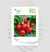 Iris Imported Hybrid Red Laali Radish Seeds