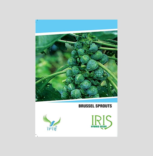 Iris Imported Brussels Sprouts Seeds