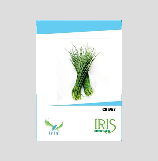 Iris Imported Chives Seeds