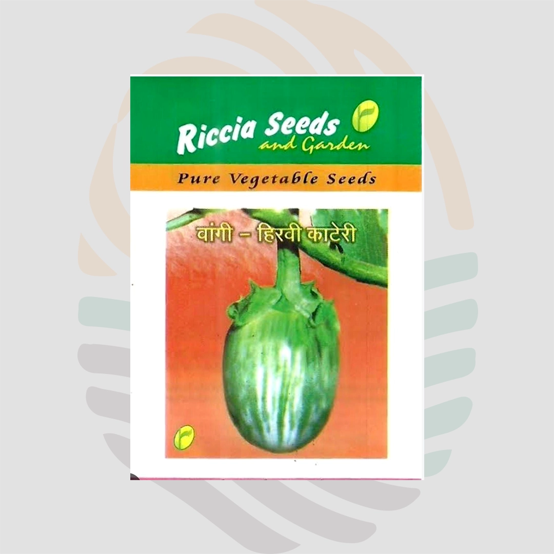 Brinjal Green Kateri Seeds