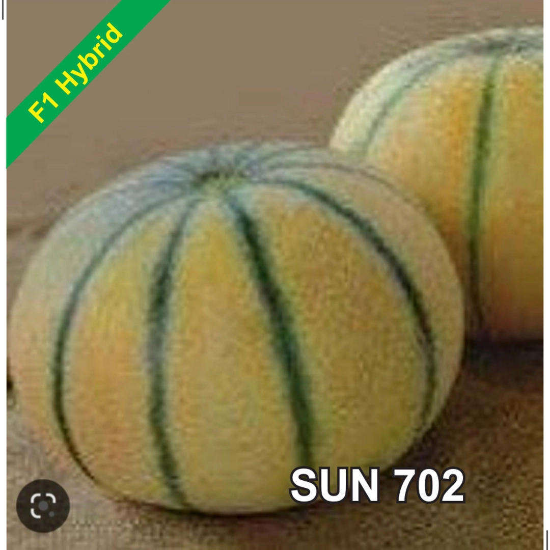 Sun 702 F1 Hybrid Muskmelon Seeds