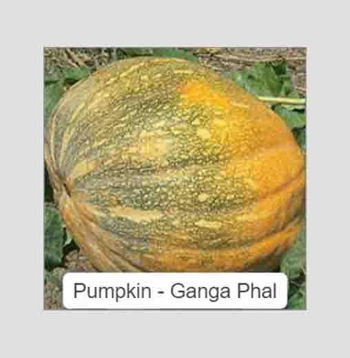 Pumpkin Ganga Phal Seeds