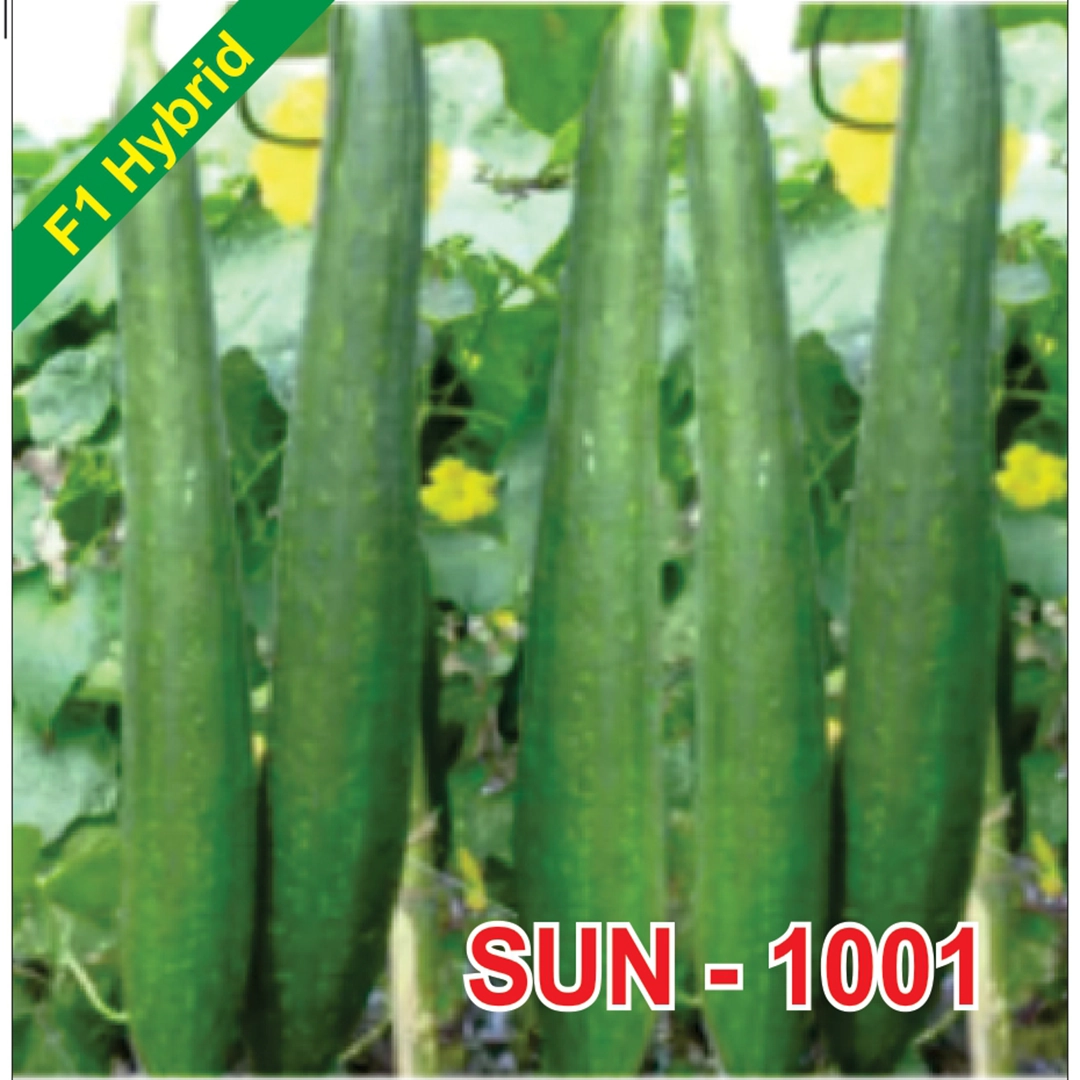 Sun 1001 F1 Hybrid Sponge Gourd Seeds