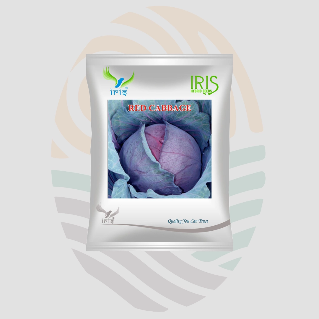 Iris Imported Red cabbage Seeds