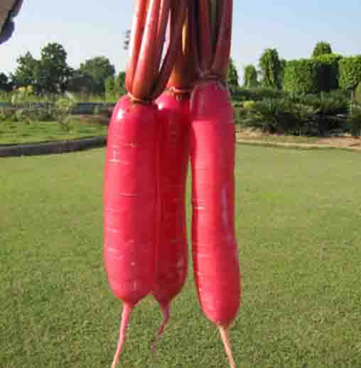 Radha Krishna Radish Chinese Pink Seeds