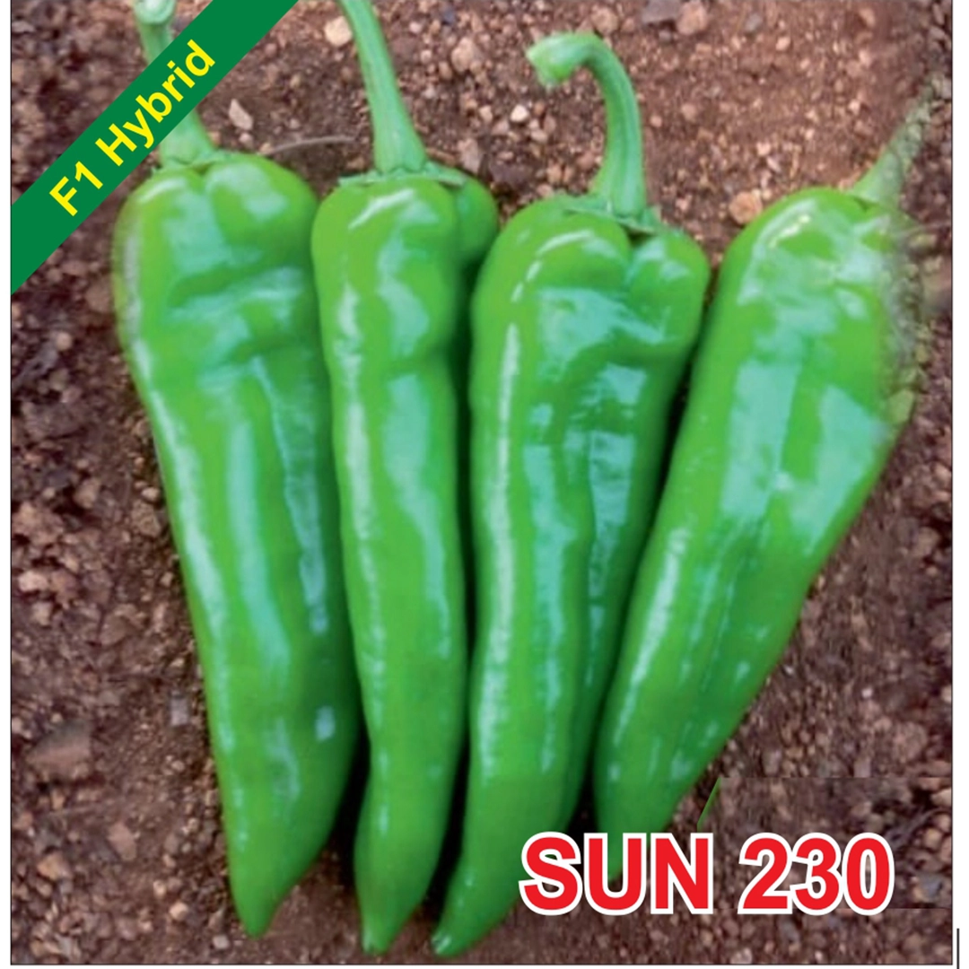 SUN 230 F1 Hybrid Chilli Seeds