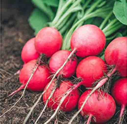 Radha Krishna Turnip Red Seeds