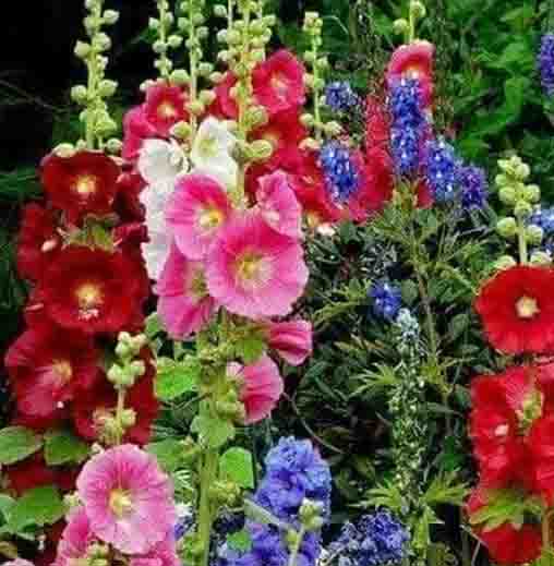 Radha Krishna Hollyhock Flower seeds - Mix Colour
