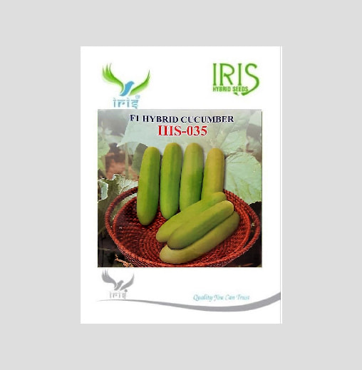 Iris IHS-35 F1 Hybrid Cucumber Seeds