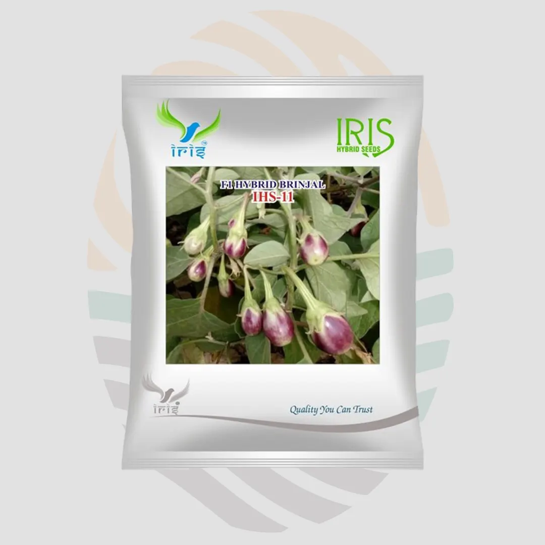 Iris F1 Hybrid IHS-11 Brinjal Seeds