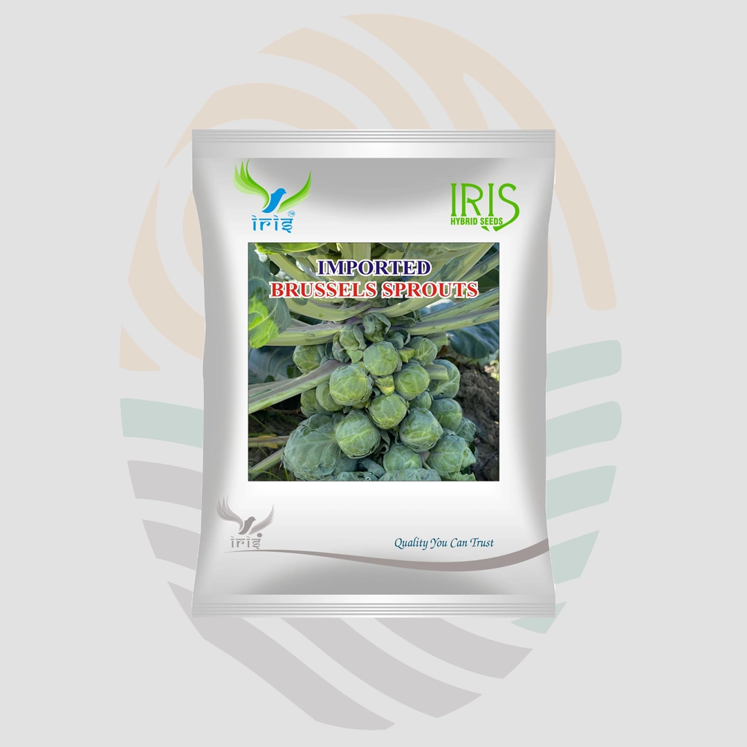 Iris Imported Brussels Sprouts Seeds
