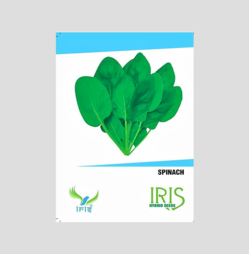 Iris OP Spinach Seeds