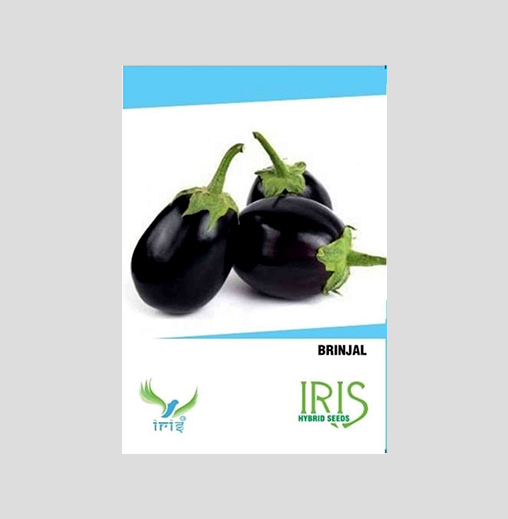 Iris F1 Hybrid Round Brinjal Seeds