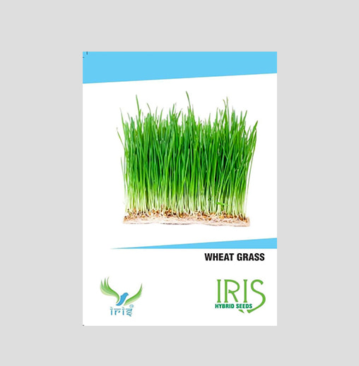 Iris Imported Wheat Grass Seeds