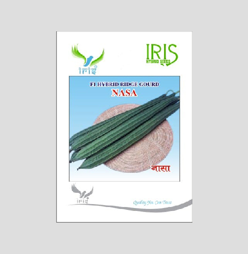 Iris Hybrid Vegetable Seeds F1 Hybrid Ridge Gourd  Nasa