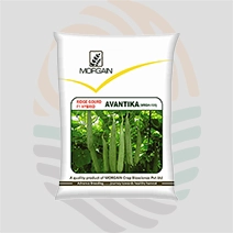 Avantika F1 Hybrid Ridge Gourd Seeds
