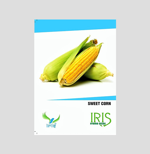Iris F1 Hybrid Sweet Corn Seeds