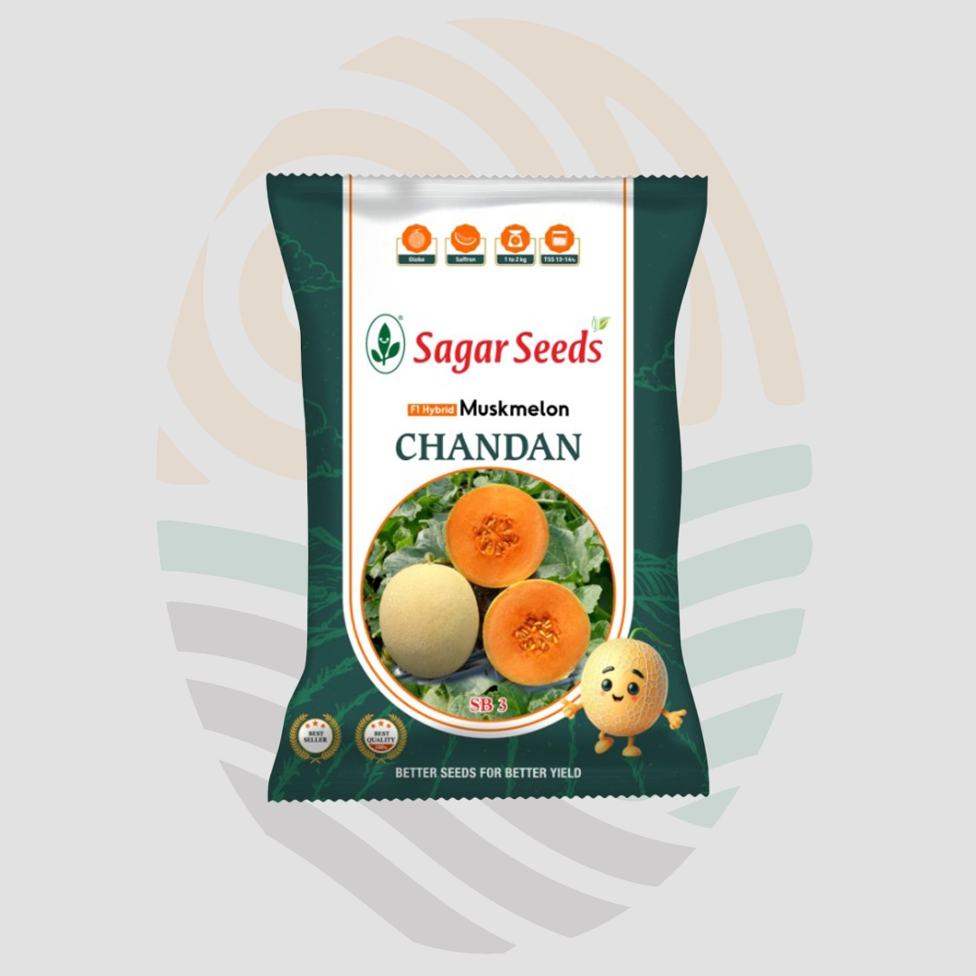 Sagar Chandhan F1 Muskmelon Seeds