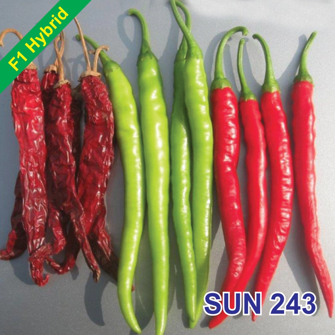 SUN 243 F1 Hybrid Chilli Seeds