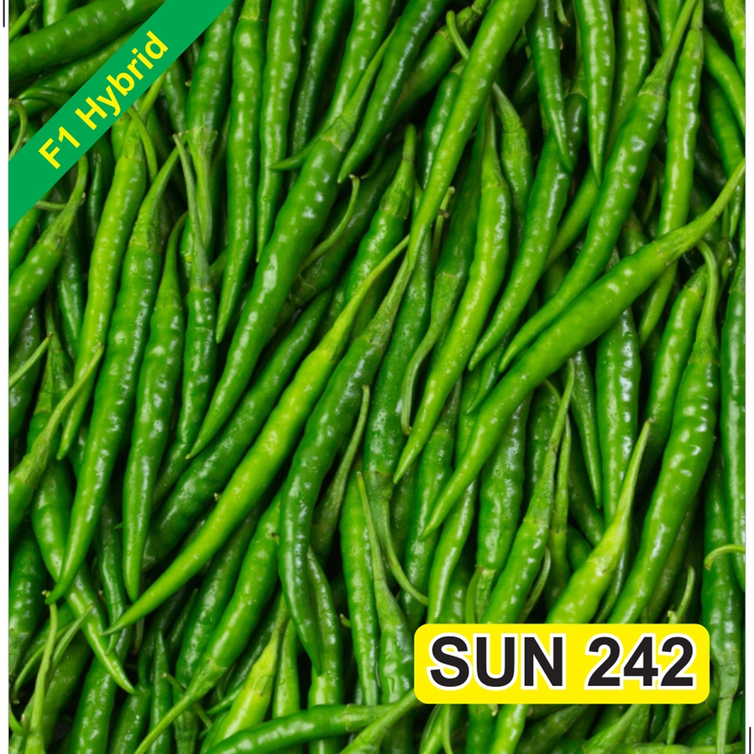 SUN 242 F1 Hybrid Chilli Seeds