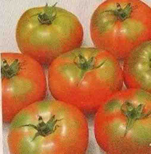 Tomato PKM-1 Seeds