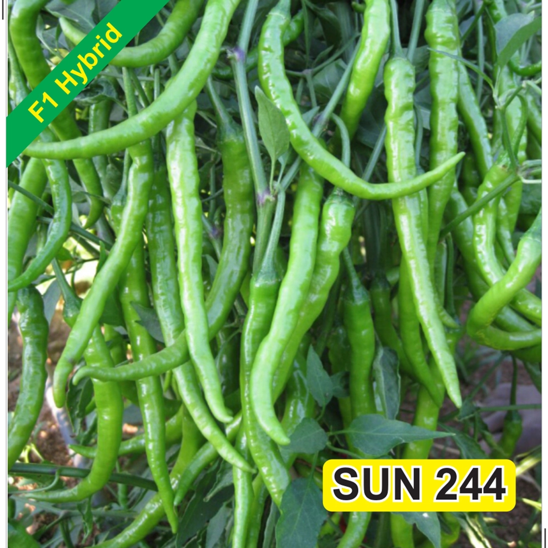 SUN 244 F1 Hybrid Chilli Seeds