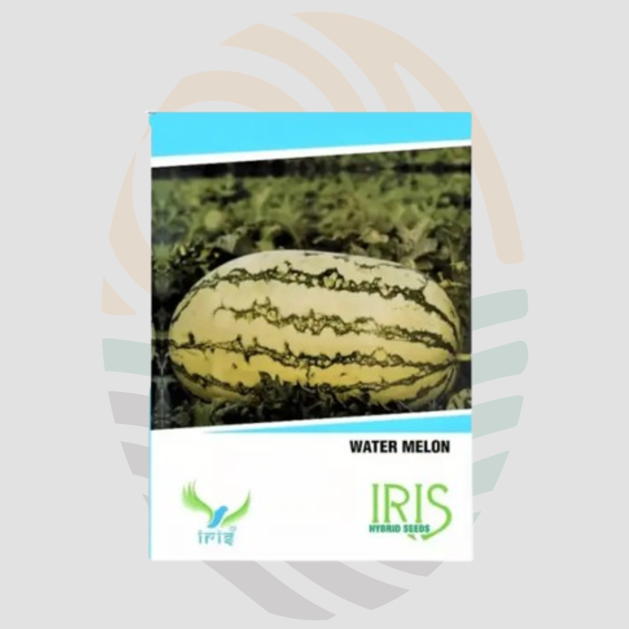 Iris Hybrid Fruit Seeds F1 Hybrid Watermelon Samrat - Ice Box Segment