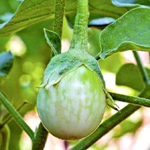 Imported  Green Small F1 Hybrid Brinjal  Seeds