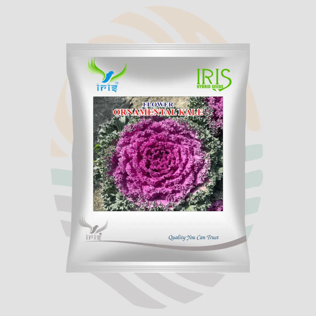 Iris OP Imported Ornamental Kale Seeds