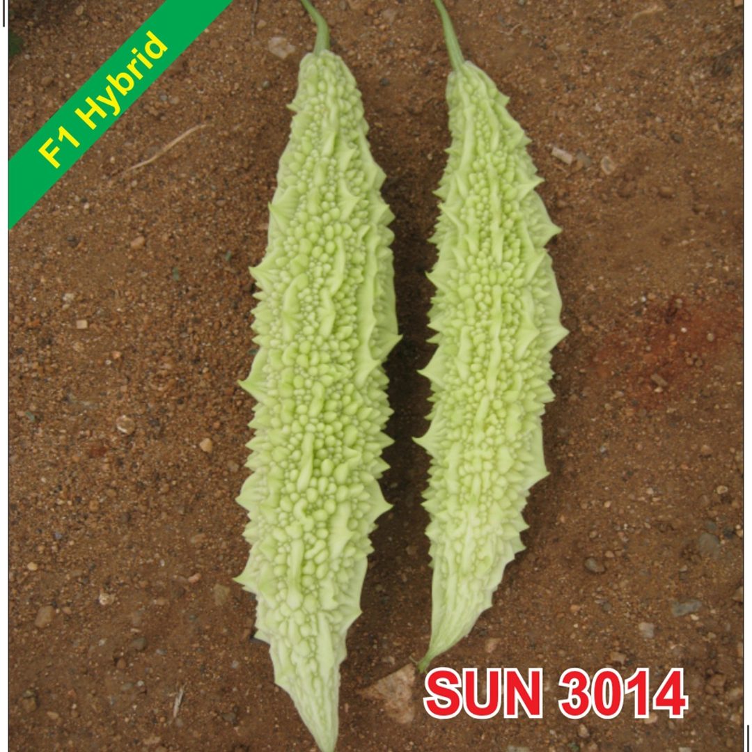 SUN 3014 F1 Hybrid Bittergourd Seeds
