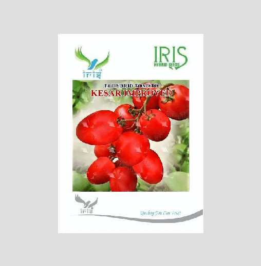 Iris Kesar Improved F1 Hybrid Tomato Seeds