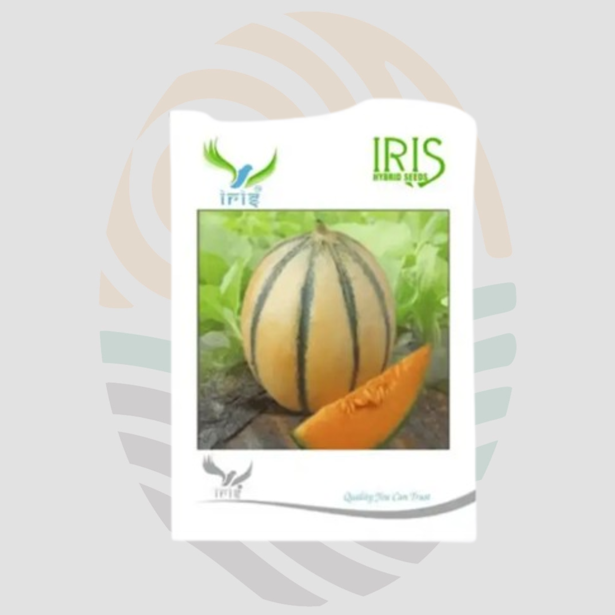 Iris Hybrid Fruit Seeds F1 Hybrid Musk Melon Sharbati