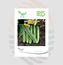 Iris F1 Hybrid  Maruti Cucumber Seeds