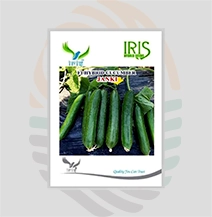 Iris Janki (Beit Alpha Type) F1 Hybrid Cucumber Seeds