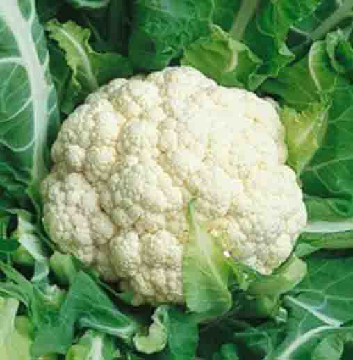Radha Krishna Cauliflower seeds
