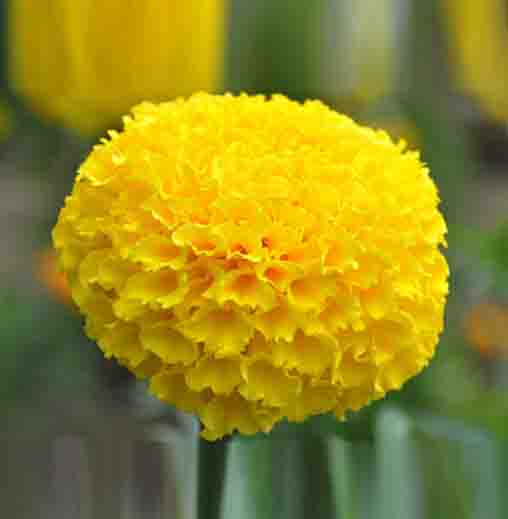 Radha Krishna Marigold -Yellow colour seeds