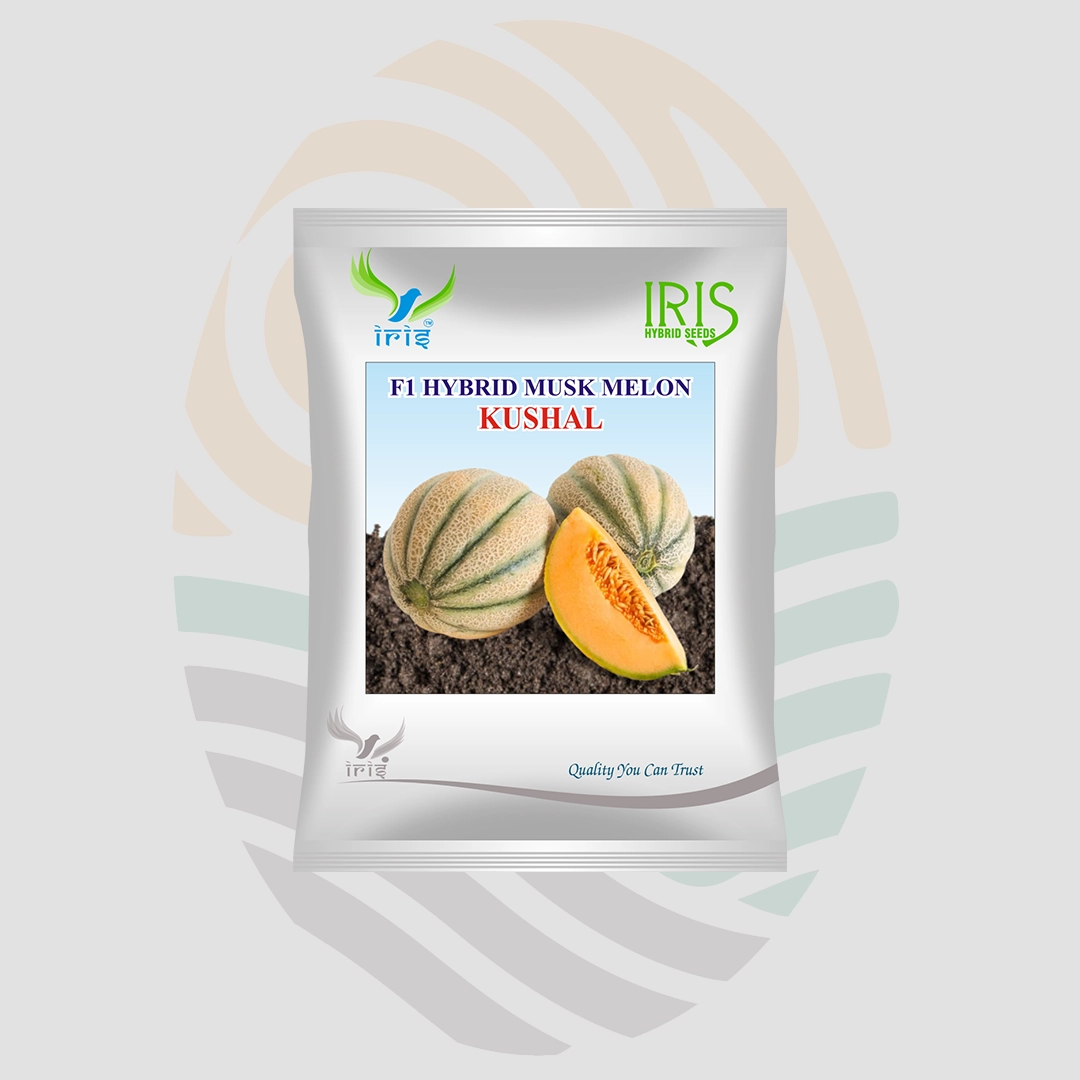 Iris Kushal F1 Hybrid Muskmelon Seeds