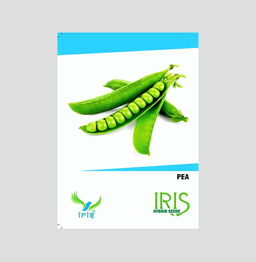 Iris OP Peas Seeds