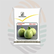 Charlie F1 Hybrid Summer Squash Seeds