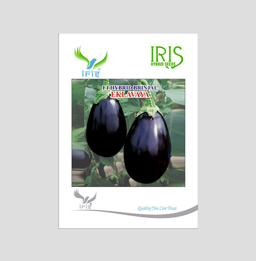 Iris Eklavaya F1 Hybrid Brinjal Seeds