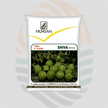 Shiva F1 Hybrid Tinda Seeds