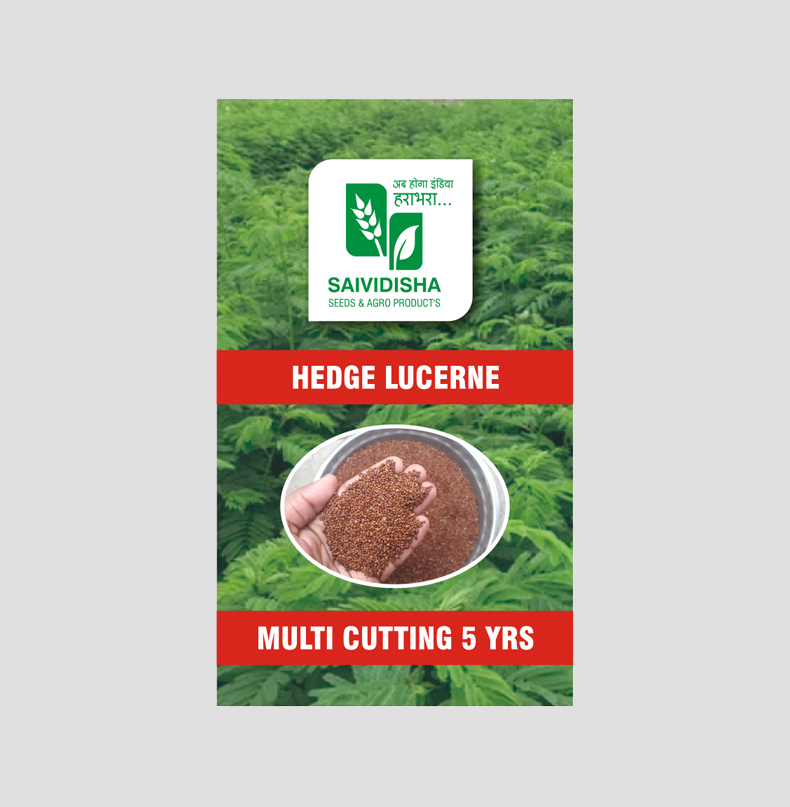 Dasharath grass seeds