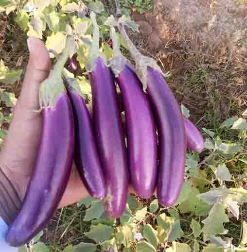 F1 Brinjal (Long Purple)Seeds